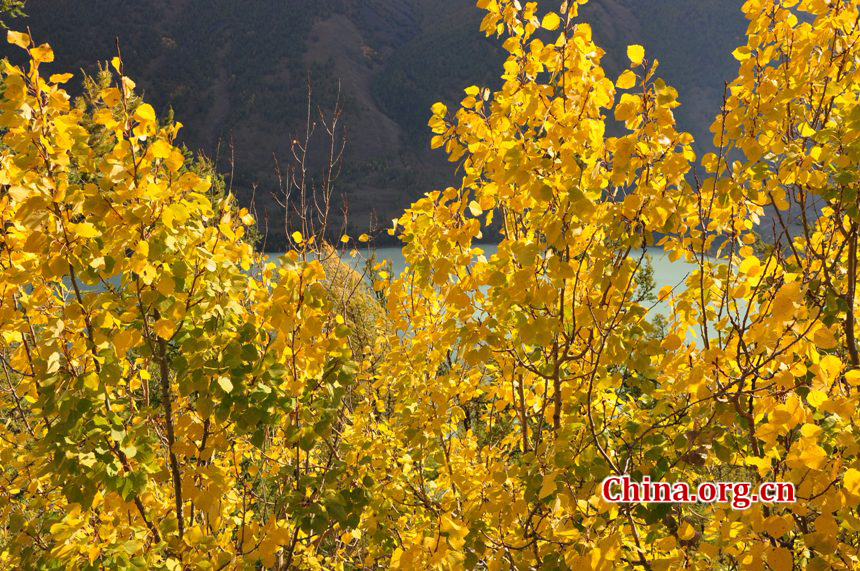 新疆喀纳斯秋季美景