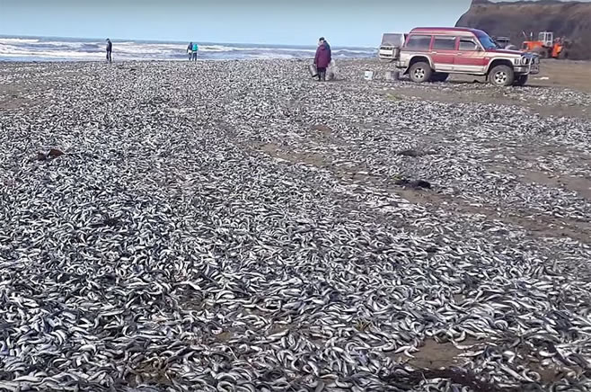 组图：俄远东数万沙丁鱼被冲上岸 民众开车捡鱼