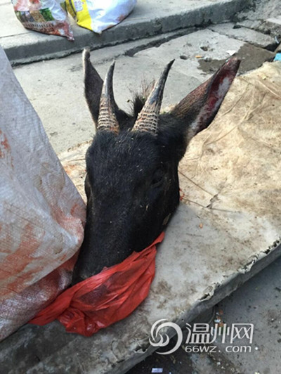 误把 鬣羚 当野猪 文成三老汉猎杀保护动物被刑