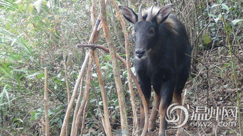 误把 鬣羚 当野猪 文成三老汉猎杀保护动物被刑