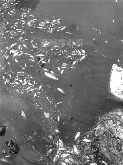 龙港一化工仓库起火殃及附近河流 大量死鱼漂河面