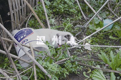 龙港一菜园子惊现受伤白狐 它的来历目前还是个谜