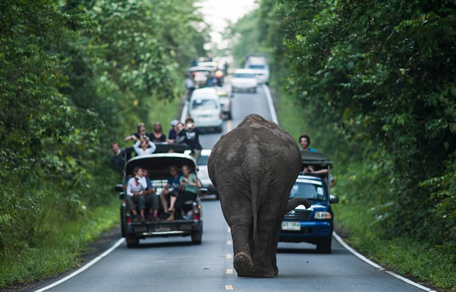 组图：泰国大象公路上散步1小时 致交通中断