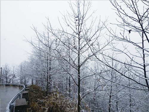 温州8个县市区昨日飘雪花 三月下雪很稀奇