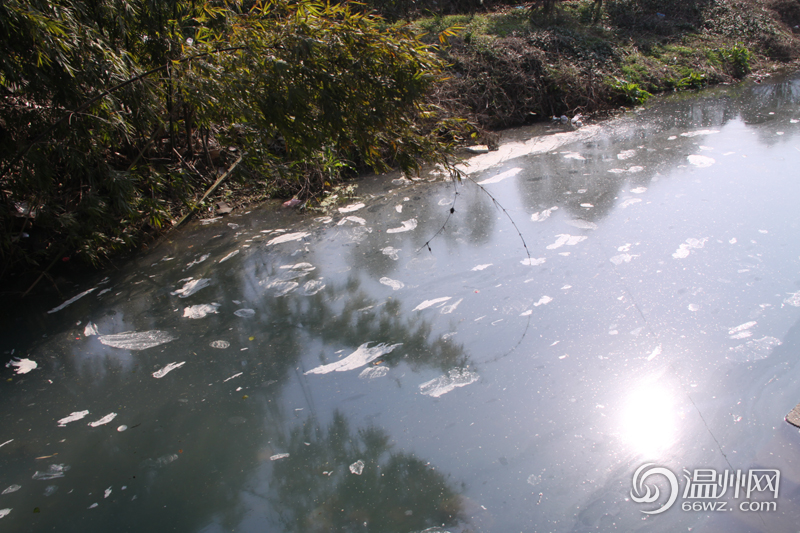 温州梧田一河道遭企业排污 上午奶绿色下午红褐色