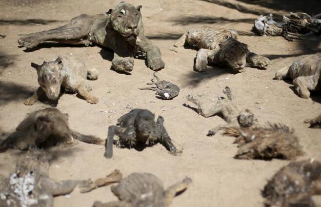加沙动物园因战火荒废 猛兽饿死成干尸