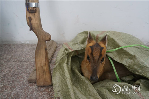 男子寻得祖传猎枪后上山打猎 打伤省级保护动物