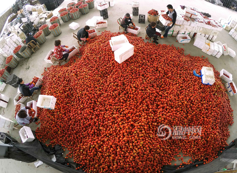 田间市场销番茄
