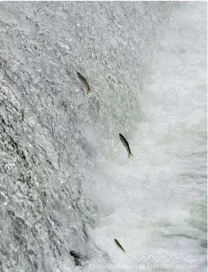 逆流而上的鱼群接受浪头洗礼 温州惊现 飞鱼 奇
