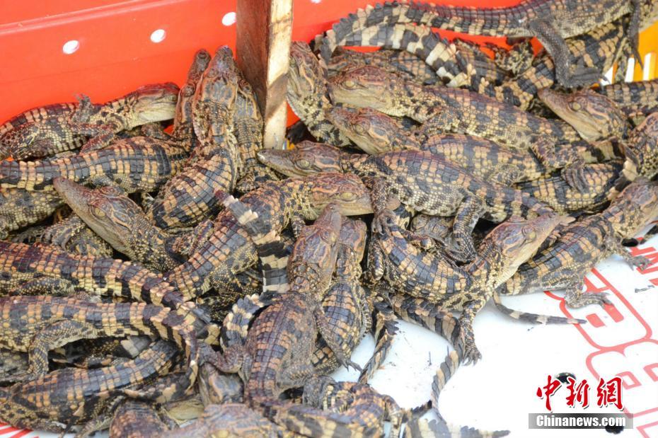中越边境查获近千条暹罗鳄鱼苗 仅出生约半月