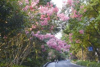 永嘉原野园林扮靓杭州南山路