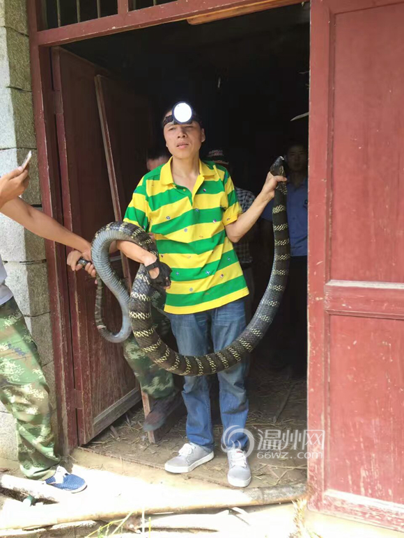 由于这么大的眼镜王蛇极具危险,是否将其放到乌岩岭保护区内还是送到