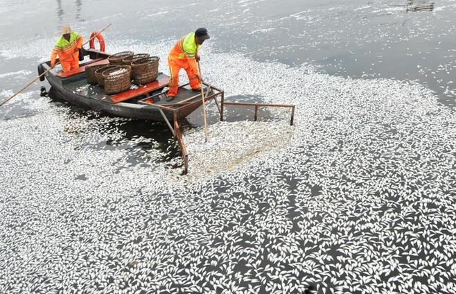 福州一河面出现大片死鱼 清洁工捞到手软