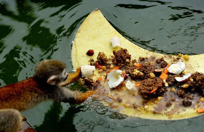 组图：小猴水中捞月 猴王独享美食过中秋
