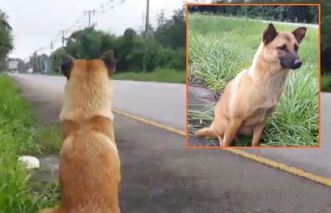 泰国版忠犬八公在路边等候主人一年 不幸被车撞死