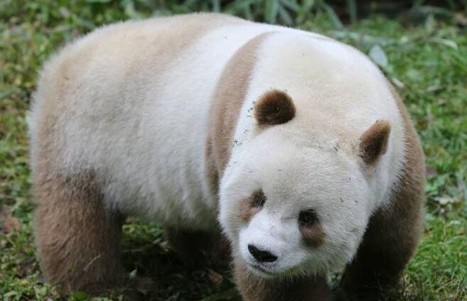 全球现存唯一棕色大熊猫：每天吃40公斤竹子