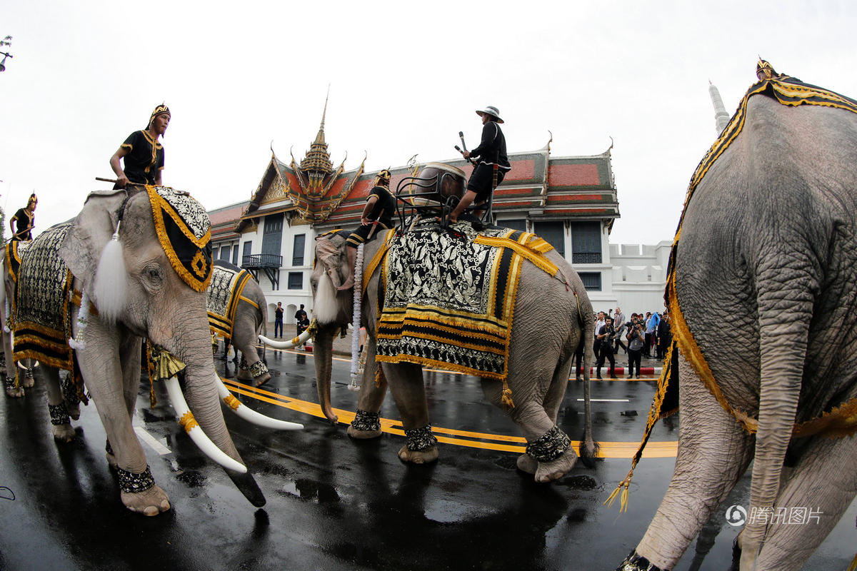 泰国视白象为镇国瑞兽_旅游_环球网