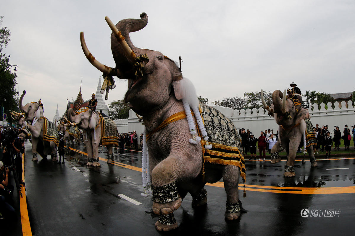 泰国大象悼念国王普密蓬 行叩拜礼-新闻中心-温州网
