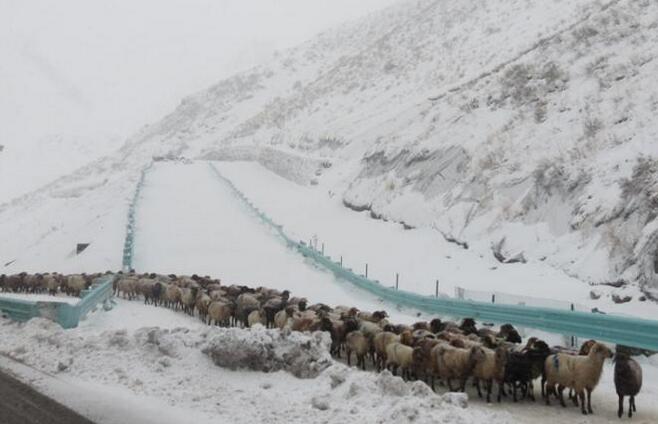 新疆伊犁暴雪持续 牧民冒雪转场