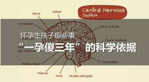 怀孕生孩子那些事 之 一孕傻三年的科学依据