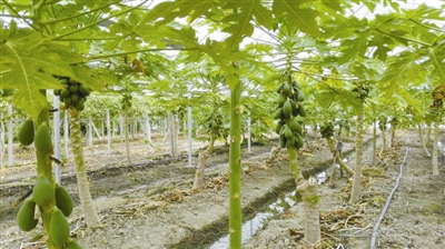 乐清多地成功种植热带水果番木瓜 带孩子逛起