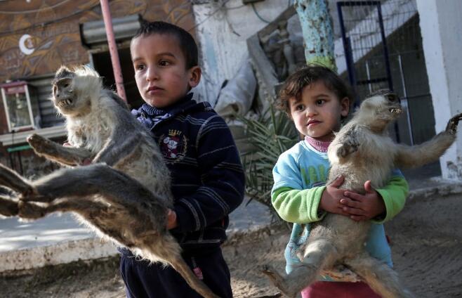 加沙一动物园动物被饿死 干尸成儿童玩具