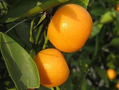 预防胃癌保护肾脏 冬季吃橘子的5个好处