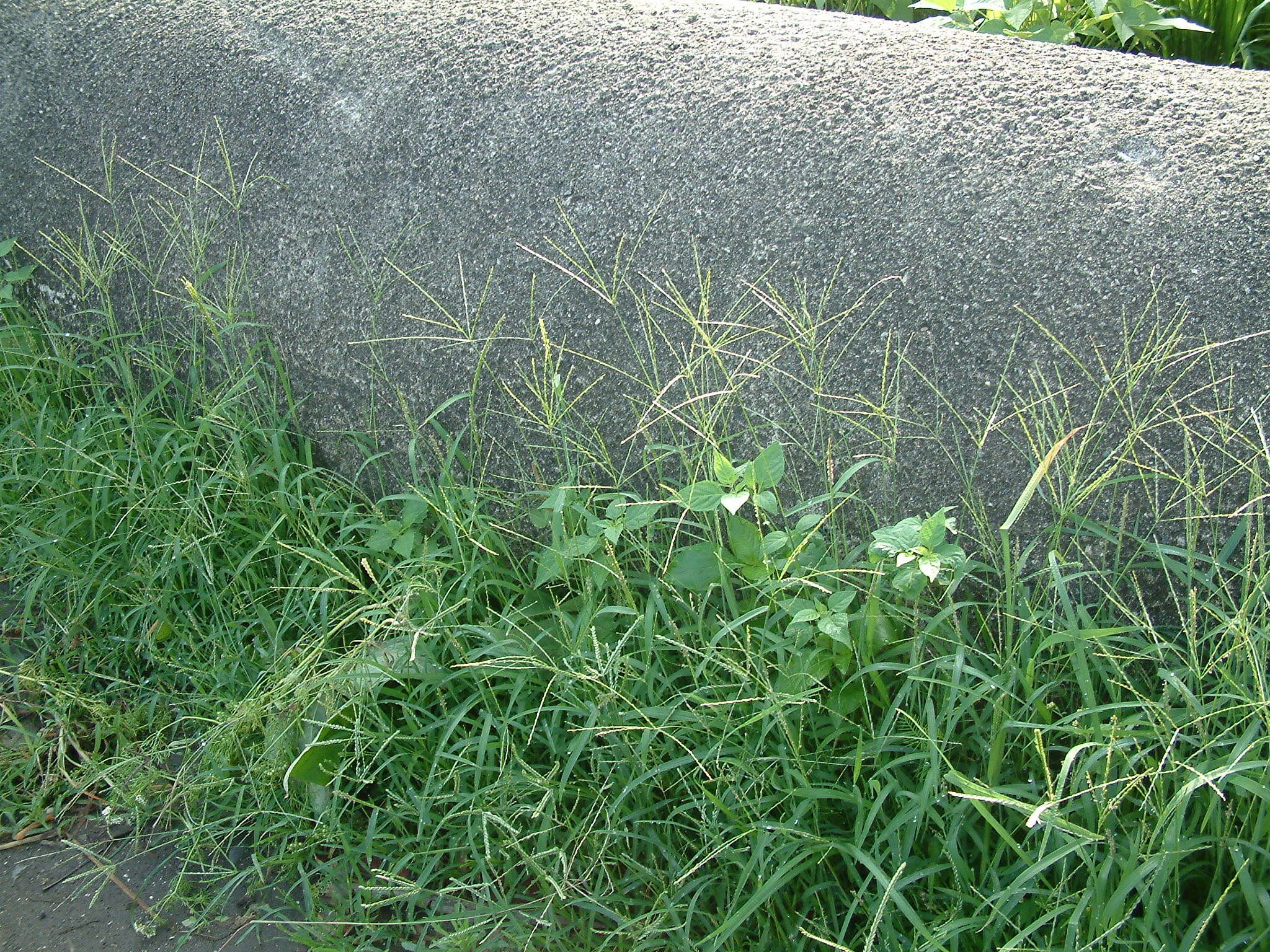 清明踏青看看这些小时候常见又叫不上名的植物