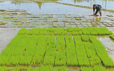 【055-已帮扶】南田一农户8万多斤稻谷销路难 高山生态米不妨尝尝