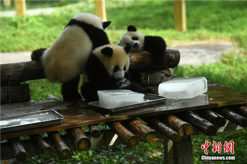 动物园为大熊猫送冰块消暑