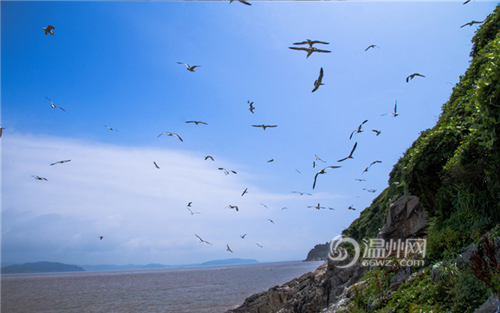 央视推介的洞头鹿西岛 有着“万鸟栖息”的美景