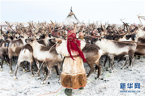 涅涅茨人――“冰上丝路”沿线的驯鹿牧民