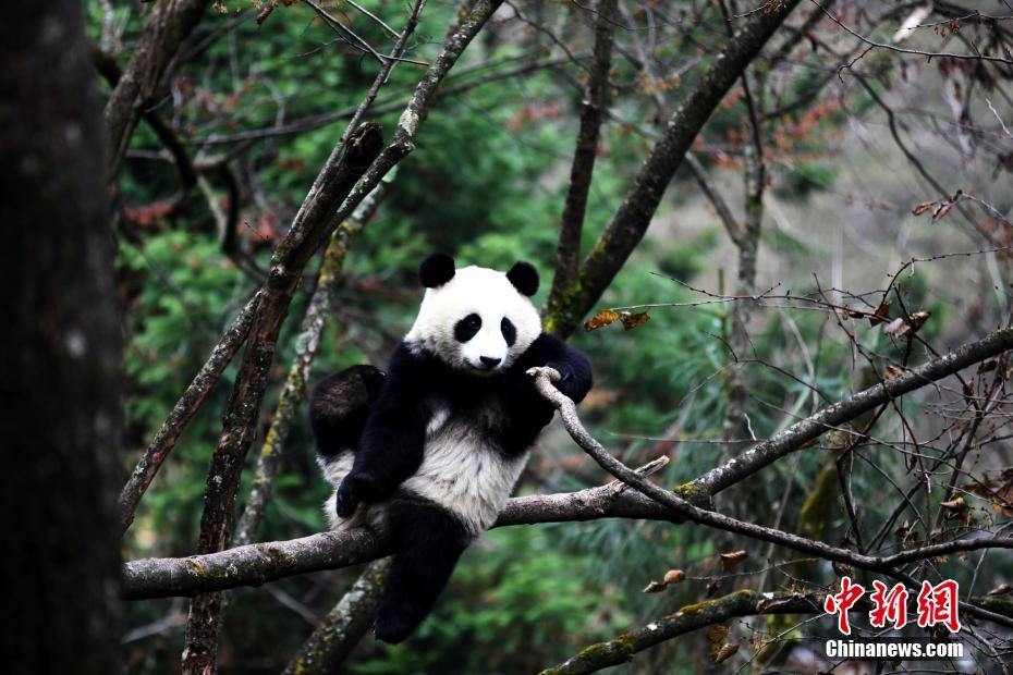 大熊猫“八喜”、“映雪”即将回归大自然
