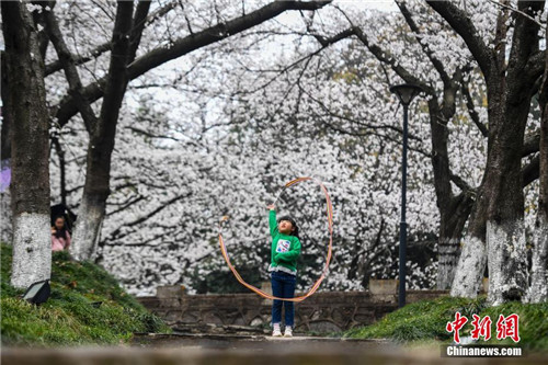 湖南省植物园樱花盛开吸引游人