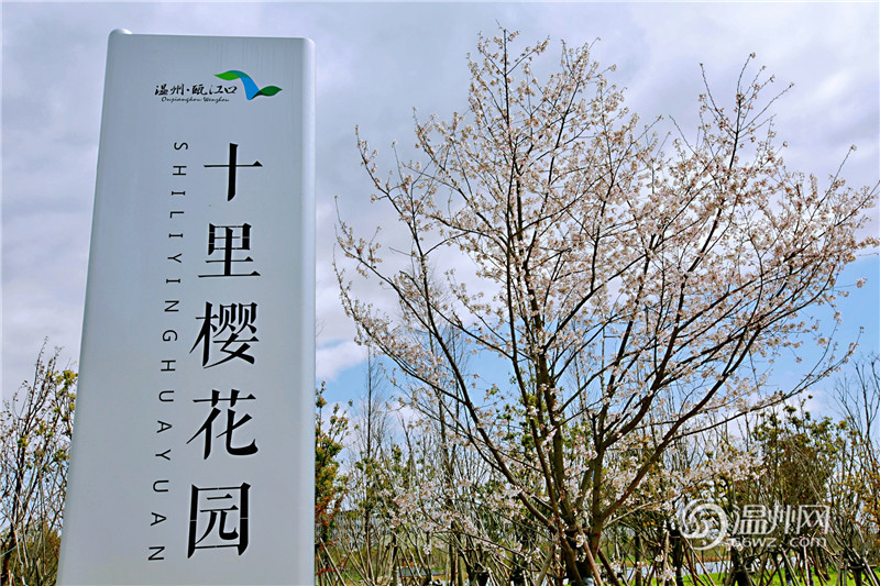 与春光相聚，与樱花相会，瓯江口之恋温州瓯江口首届樱花节盛大开幕