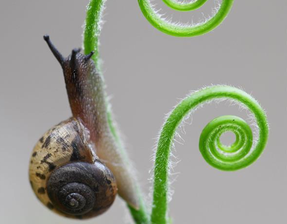 蜗牛“蔓”步