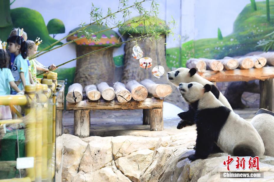 炎炎夏日 广州大熊猫消暑有“凉”方