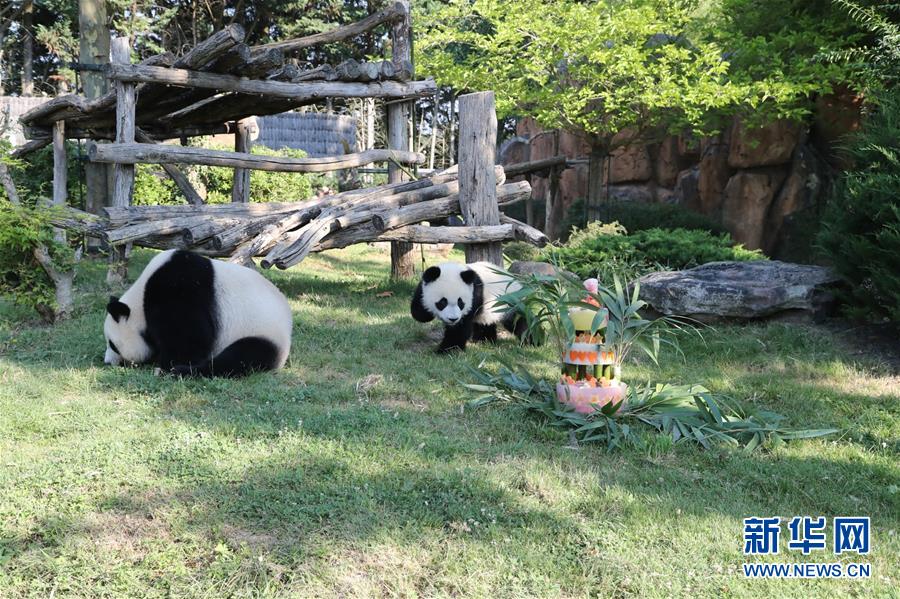 法国首只大熊猫宝宝周岁庆生