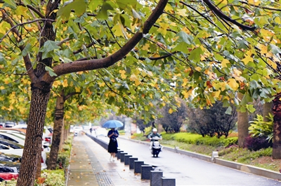 一场秋雨一阵凉 鹅掌楸叶落满地