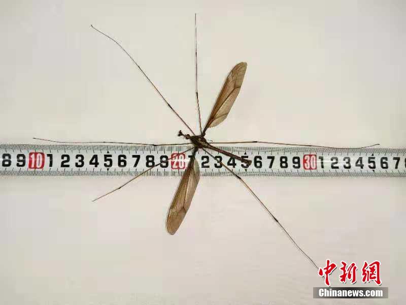 四川青城山发现25.8厘米世界最大蚊子