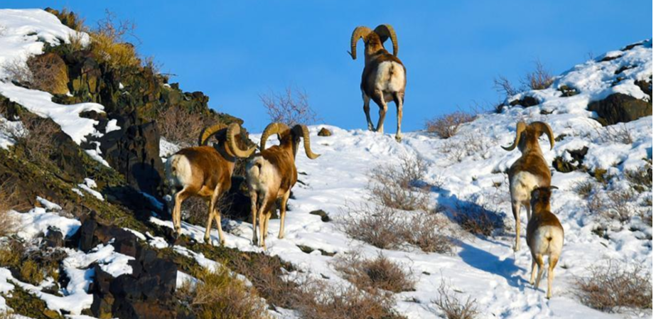 新疆克拉玛依山区现 、鹅喉羚山中自由觅食