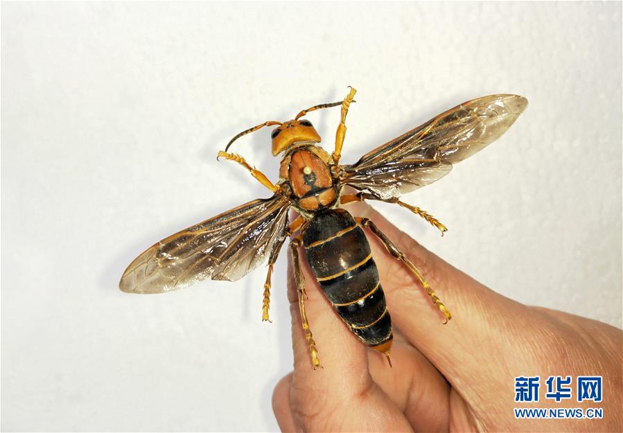 昆虫专家在云南发现体长超过6厘米的超级大黄蜂