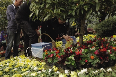 温州海葬树葬服务活动再启动报名 生态葬法奖励