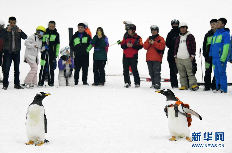 南极企鹅“游逛”室内滑雪场