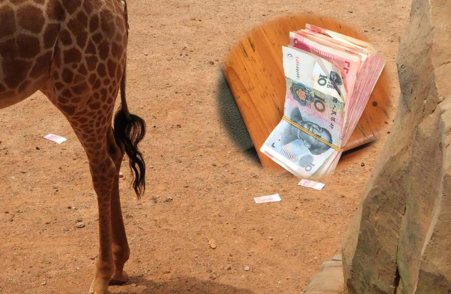 云南野生动物园现“土豪” 投人民币“喂”长颈鹿