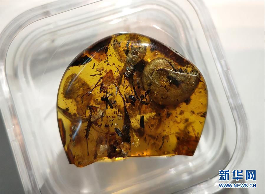 中国科学家在琥珀中发现史前海洋动物