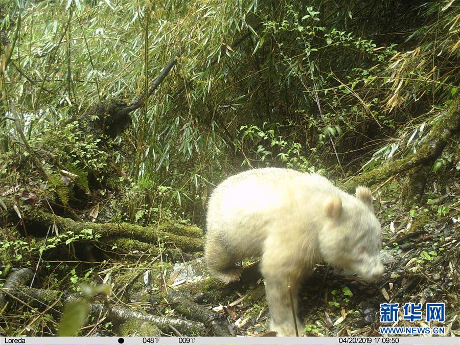 四川卧龙拍摄到首张白色大熊猫照片