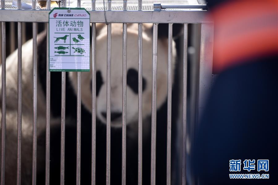 大熊猫首次“落户”高原城市西宁