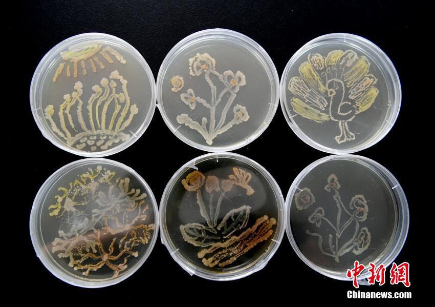长春高校学子以细菌为墨 创作“生命之画”