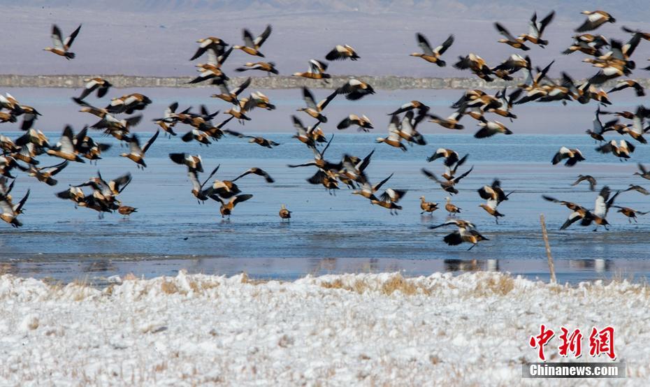 新疆巴里坤湿地迎初雪 动物雪中觅食如画卷